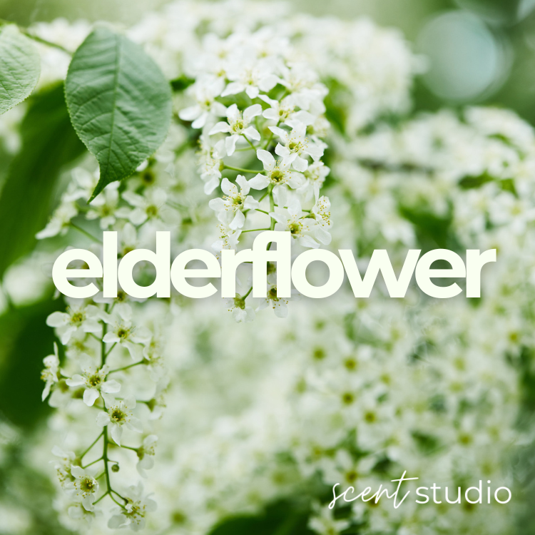 Elderflower Fragrance Oil