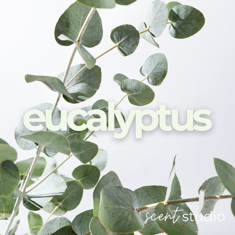 Eucalyptus Fragrance Oil