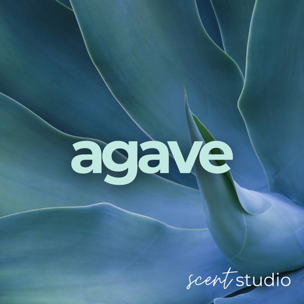 Agave Fragrance Oil