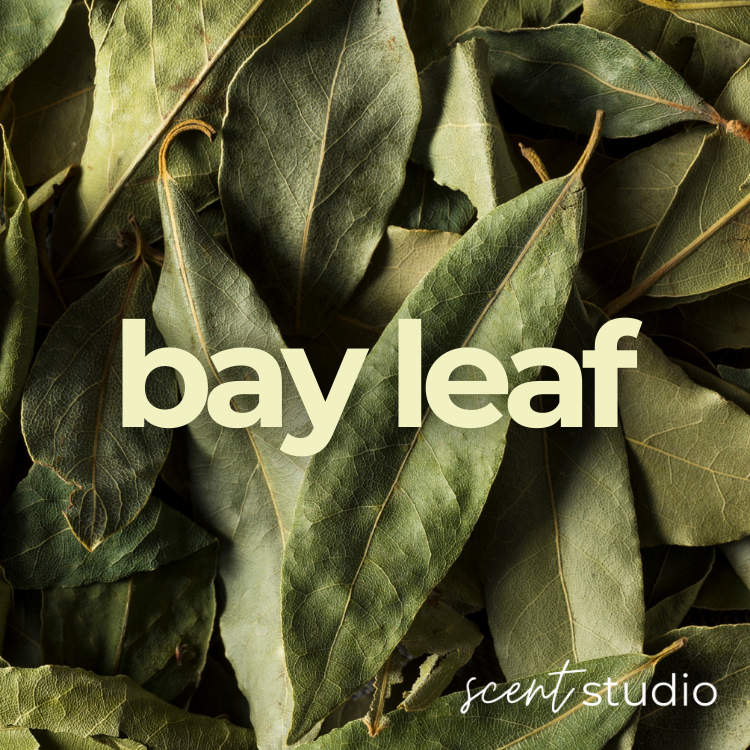 Bay Leaf Fragrance Oil