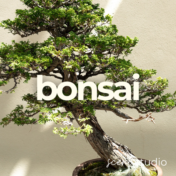 Bonsai Fragrance Oil