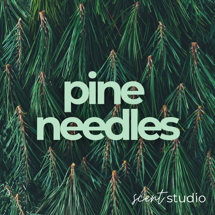 Pine Needle Fragrance Oil