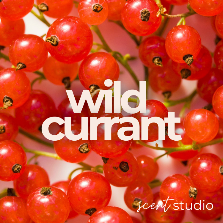 Wild Currant Fragrance Oil