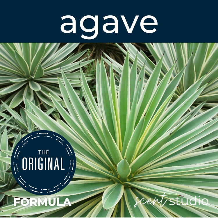 Agave Fragrance Oil