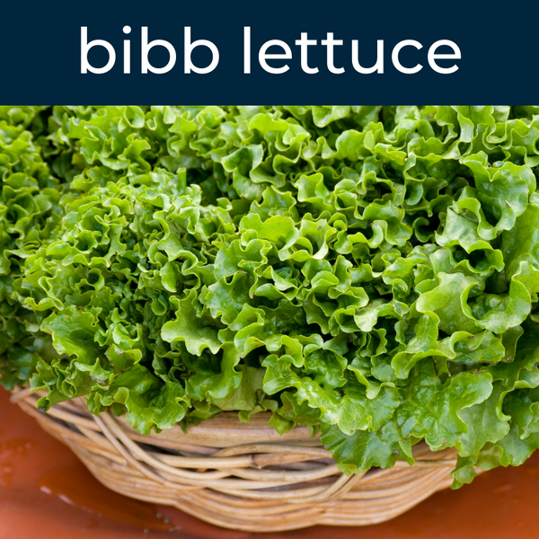 Bibb Lettuce Fragrance Oil