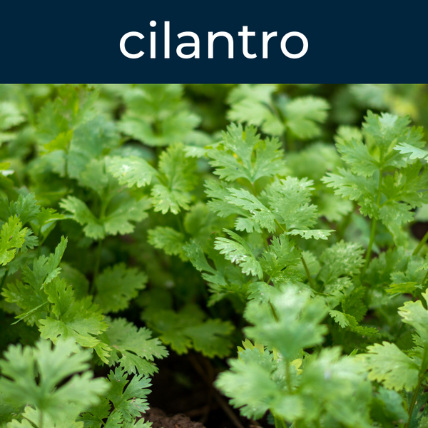 Cilantro Fragrance Oil