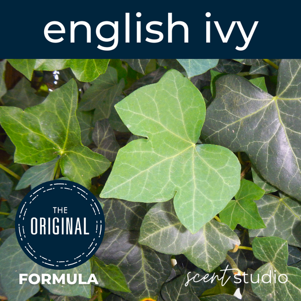 English Ivy Fragrance Oil