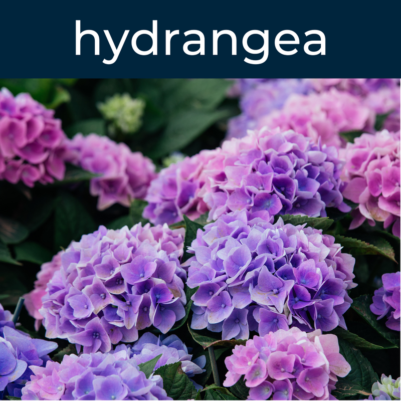 Hydrangea Fragrance Oil