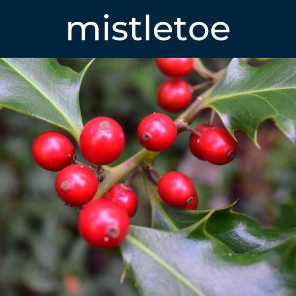 Mistletoe Fragrance Oil