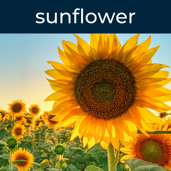 Sunflower Fragrance Oil