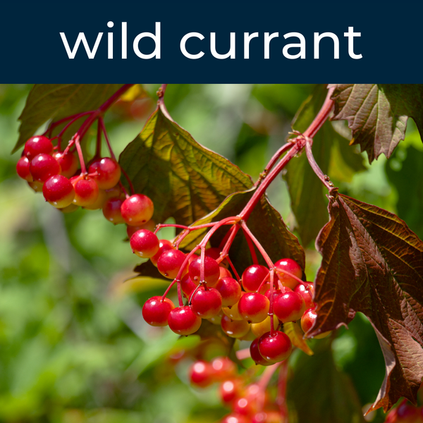 Wild Currant Fragrance Oil